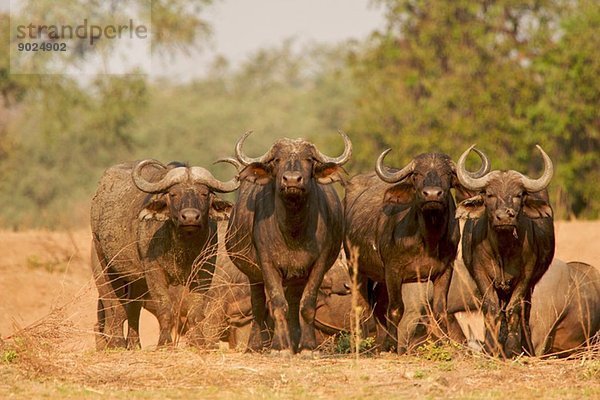 Buffalo - Syncerus caffer - Wachstiere bewachen die Herde  Mana Pools Nationalpark  Simbabwe