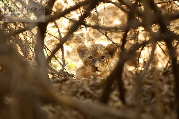 Löwenjunges - Panthera leo