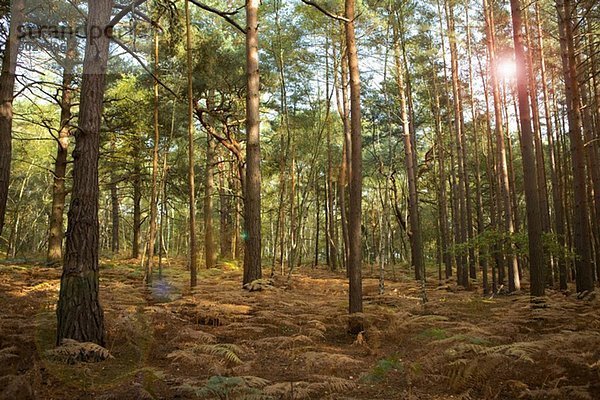 Wald in Surrey  England