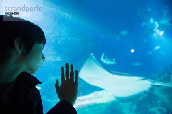 Junge bewundert Meeresleben im Aquarium