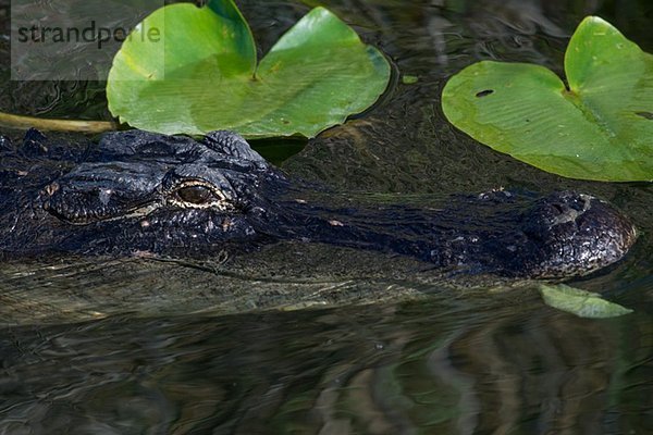 Amerikanischer Alligator.