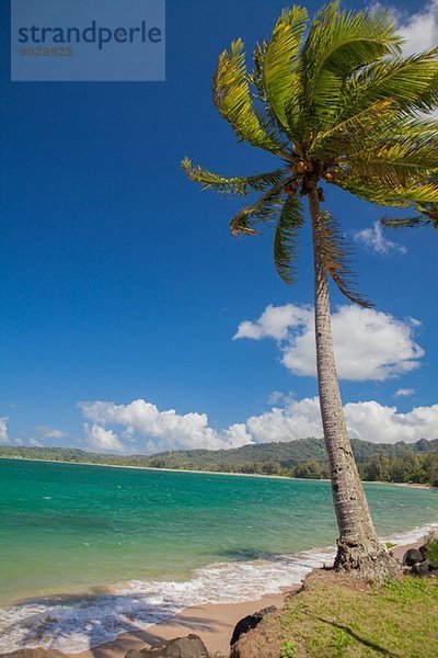 Palme im Wind  Kaua'i  Hawaii  USA