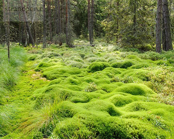 Wald  Schweden