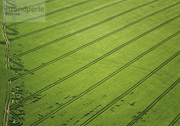 Getreidefeld im Frühjahr  Luftaufnahme