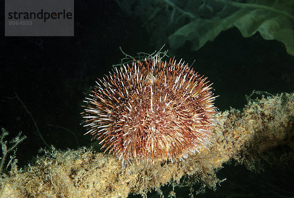 Green Sea Urchin (Strongylocentrotus droebachiensis)  Sea of Japan  Primorsky Krai  Russian Far East  Russian Federation