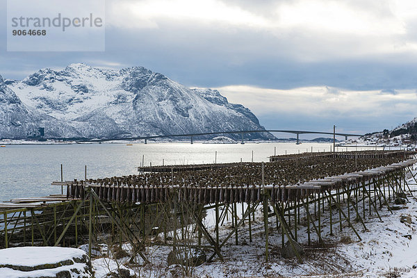 Trockengestell für Stockfisch  bei Gimsoy  Vagan  Lofoten  Norwegen
