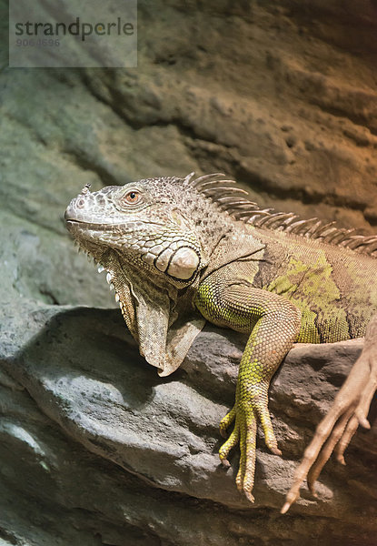 Grüner Leguan (Iguana iguana)  captive
