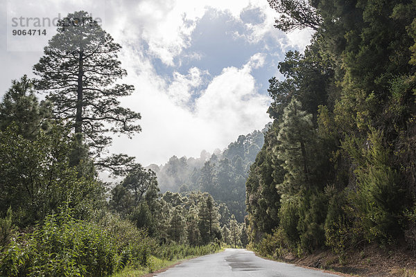 Nasse Straße umgeben von Bäumen und Sträuchern  La Palma  Kanarische Inseln  Spanien