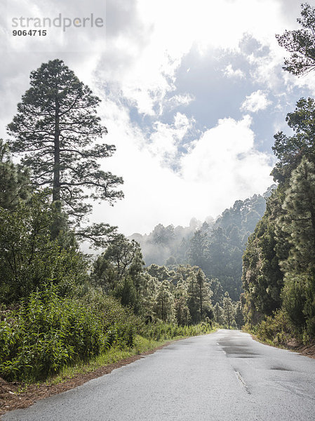 Nasse Straße umgeben von Bäumen und Sträuchern  La Palma  Kanarische Inseln  Spanien