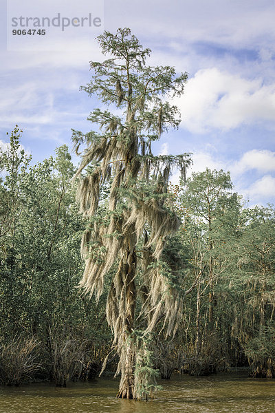 Baum behangen mit Spanischem Moos oder Louisianamoos (Tillandsia usneoides) steht im Wasser  Sumpfland  Louisiana  USA