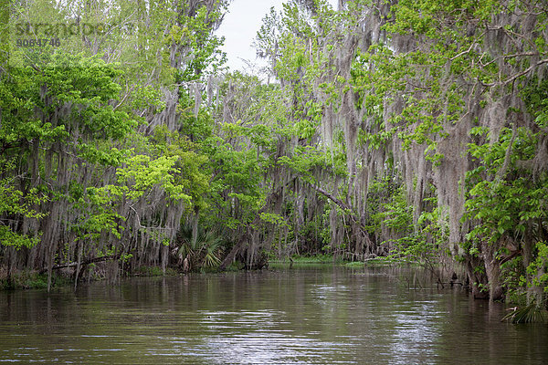 Bäume behangen mit Spanischem Moos oder Louisianamoos (Tillandsia usneoides)  Sumpfland  Louisiana  USA