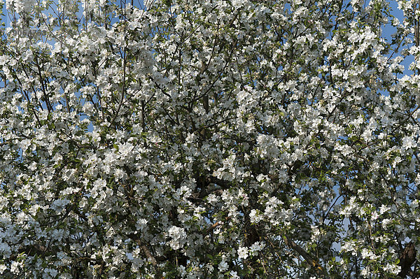 Blühender Apfelbaum (Malus)  Bayern  Deutschland