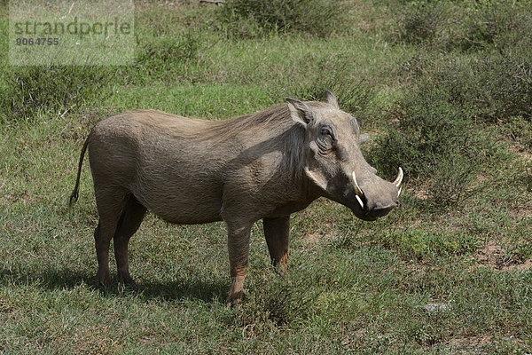 Warzenschwein (Phacochoerus africanus)  Addo-Elefanten-Nationalpark  Ostkap  Südafrika