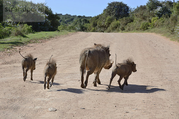 Warzenschweine (Phacochoerus africanus) auf der Flucht  Addo-Elefanten-Nationalpark  Ostkap  Südafrika