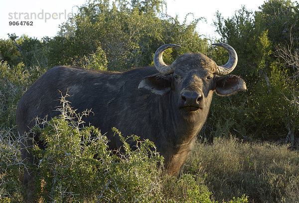 Kaffernbüffel (Syncerus caffer)  Addo-Elefanten-Nationalpark  Ostkap  Südafrika