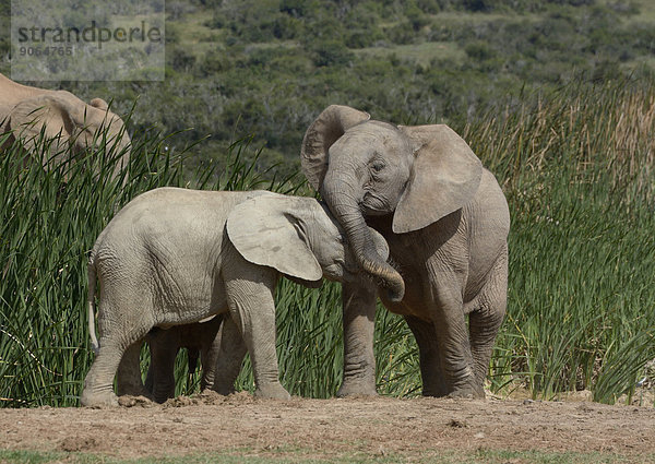 Afrikanische Elefanten (Loxodonta africana)  Jungtiere beim Spielen  Addo-Elefanten-Nationalpark  Ostkap  Südafrika