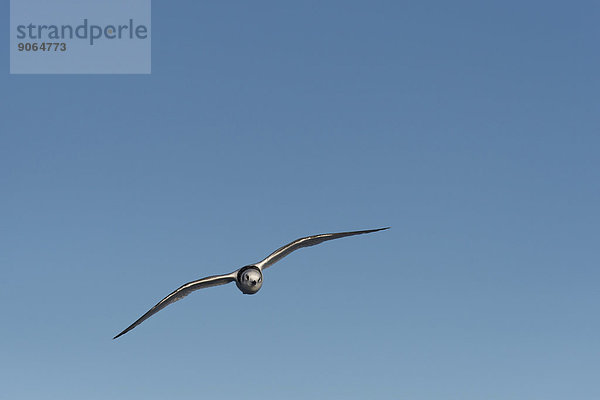 Elfenbeinmöwe (Pagophila eburnea)  Jungvogel  im Flug  Insel Spitzbergen  Inselgruppe Spitzbergen  Svalbard und Jan Mayen  Norwegen