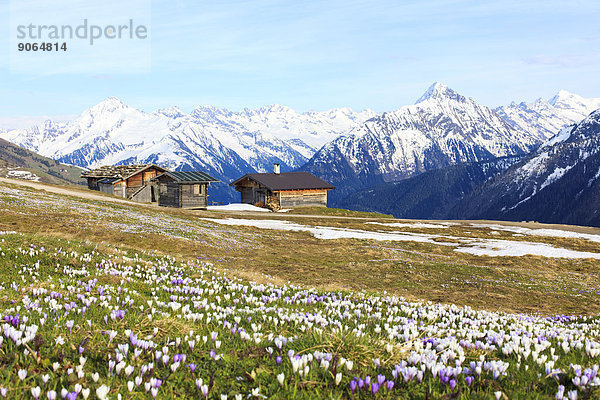Alte Heustadel in einer Krokuswiese  hinten die Zillertaler Alpen  Zillertal  Tirol  Österreich