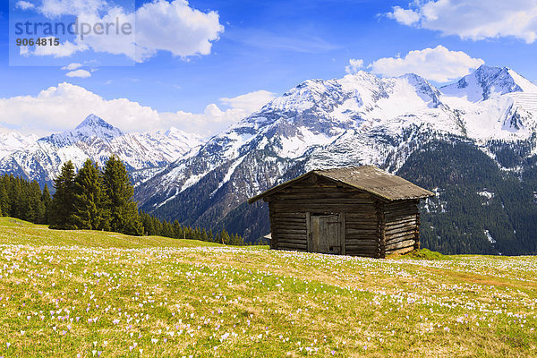 Alter Heustadel in einer Krokuswiese  hinten die Zillertaler Alpen  Zillertal  Tirol  Österreich