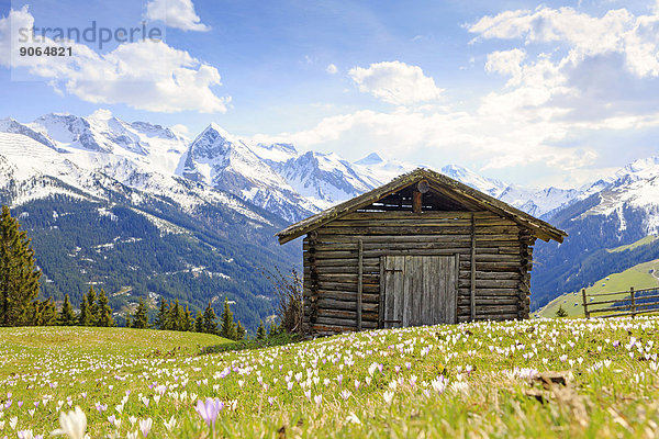 Alter Heustadel in einer Krokuswiese  hinten die Zillertaler Alpen  Zillertal  Tirol  Österreich