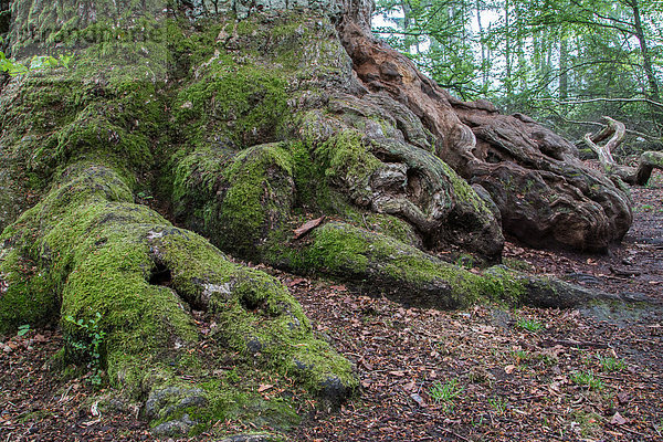 Alte Eiche (Quercus robur)  Detail  Urwald Sababurg  Nordhessen  Hessen  Deutschland