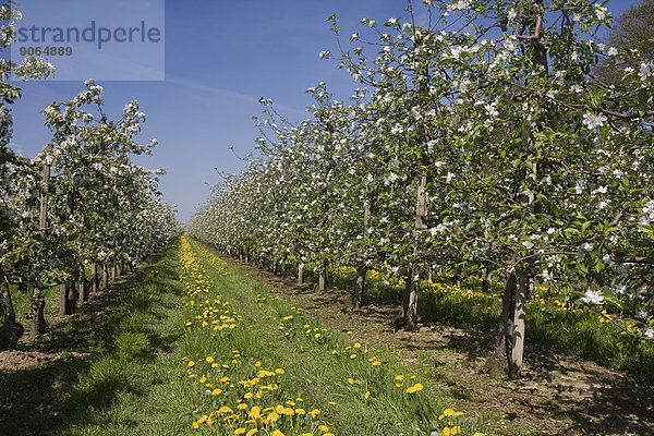Obstplantage  Apfelbäume  Altes Land  Niedersachsen  Deutschland