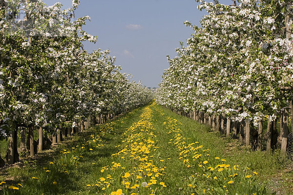 Obstplantage  Apfelbäume  Altes Land  Niedersachsen  Deutschland  Europa