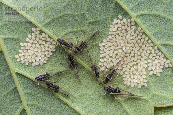 Blattläuse (Aphidina)  ausgewachsene und Jungtiere auf der Unterseite eines Ahornblattes (Acer pseudoplatanus)  Hessen  Deutschland
