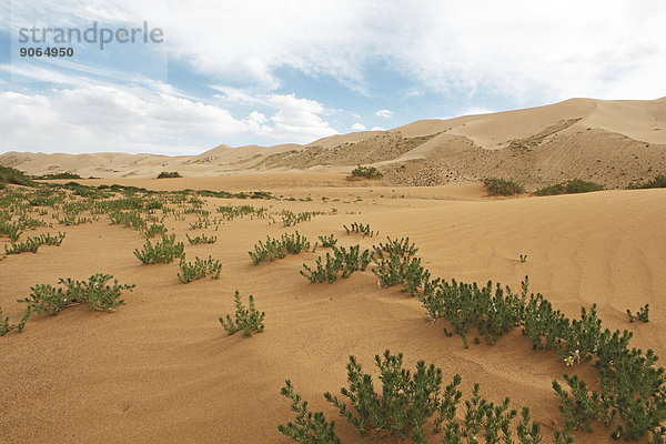 Steppenraute (Peganum harmala) in den Sanddünen Khongoryn Els  Gobi-Gurvansaikhan-Nationalpark  Wüste Gobi  Südwüste  Ömnö-Gobi-Aimag  Mongolei
