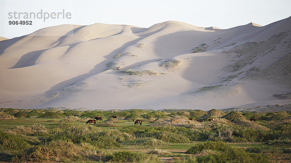 Mongolische Pferde und Rinder grasen in Graslandschaft vor den großen Sanddünen Khongoryn Els  Gobi-Gurvansaikhan-Nationalpark  Wüste Gobi  Südwüste  Ömnö-Gobi-Aimag  Mongolei