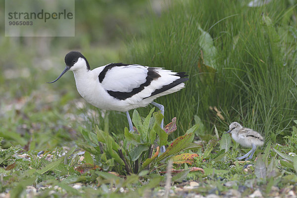 Säbelschnäbler (Recurvirostra avosetta) mit Jungvogel  Texel  Nordholland  Niederlande