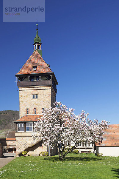 Geilweiler Hof  blühender Magnolienbaum  Siebeldingen  Deutsche Weinstraße  Rheinland-Pfalz  Deutschland