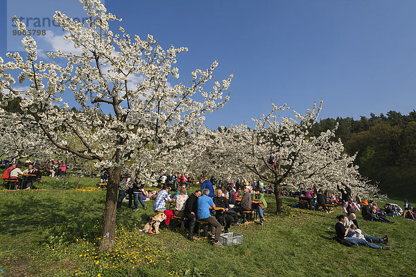 Kirschblütenfest in einer Kirschplantage  Benzendorf  Mittelfranken  Bayern  Deutschland