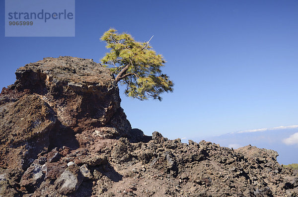 Kanarische Kiefer (Pinus canariensis) auf Lavagestein  UNESCO Weltnaturerbe  Teide-Nationalpark  Teneriffa  Kanarische Inseln  Spanien