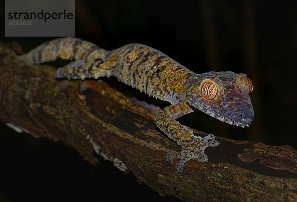 Plattschwanzgecko (Uroplatus fimbriatus)  Madagaskar