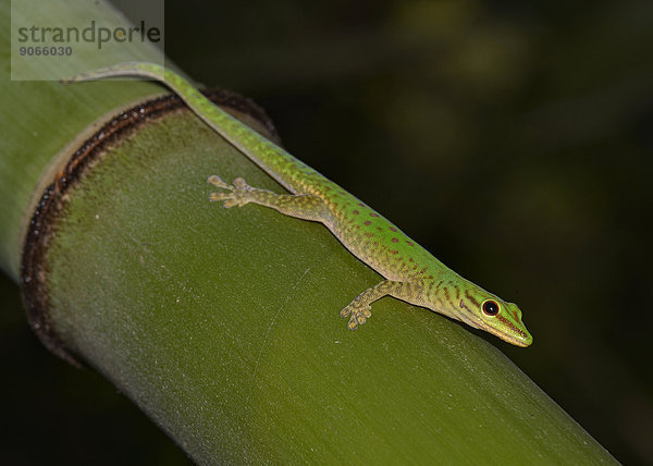 Taggecko oder Phelsume (Phelsuma guttata)  Nationalpark Marojejy  Madagaskar