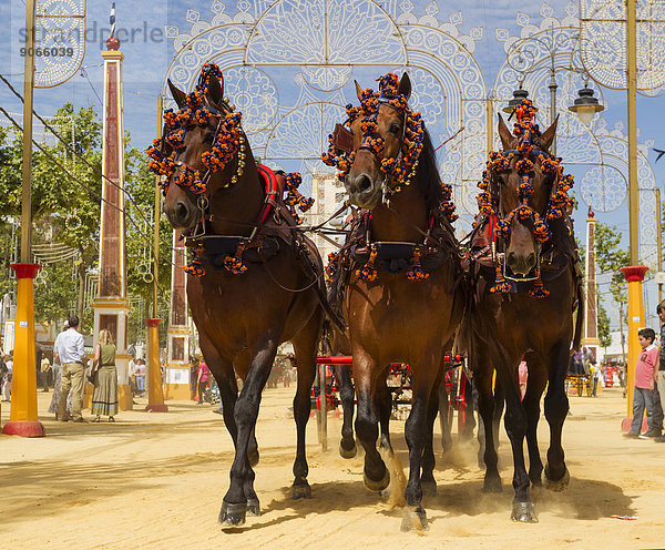 Geschmückte Pferde auf der Pferdemesse Feria del Caballo  Jerez de la Frontera  Provinz Cádiz  Andalusien  Spanien