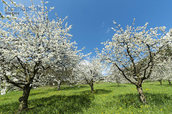 Deutschland  Baden-Württemberg  Landkreis Konstanz  Wiese mit verstreuten Obstbäumen  Apfelbäume  Malus