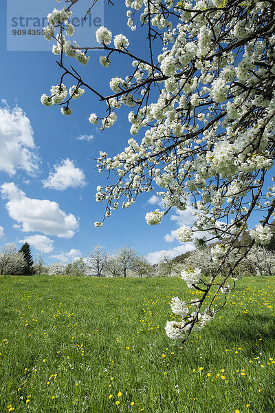 Deutschland  Baden-Württemberg  Landkreis Konstanz  Wiese mit verstreuten Obstbäumen  Apfelbäume  Malus