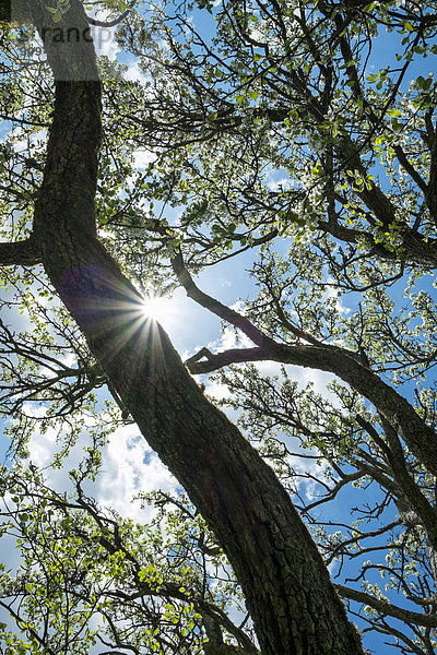 Deutschland  Baden-Württemberg  Landkreis Konstanz  Wiese mit verstreuten Obstbäumen  Apfelbaum  Malus  gegen die Sonne