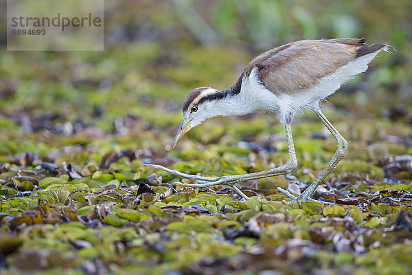 Südamerika  Brasilia  Mato Grosso do Sul  Pantanal  Lappenblatthühnchen  Jacana jacana