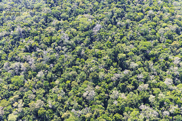 Südamerika  Brasilia  Parana  Iguazu-Nationalpark  Bäume an den Iguazu-Fällen