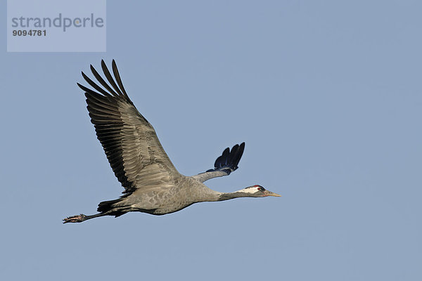 Deutschland  Mecklenburg-Vorpommern  Kranich  Grus grus  fliegend