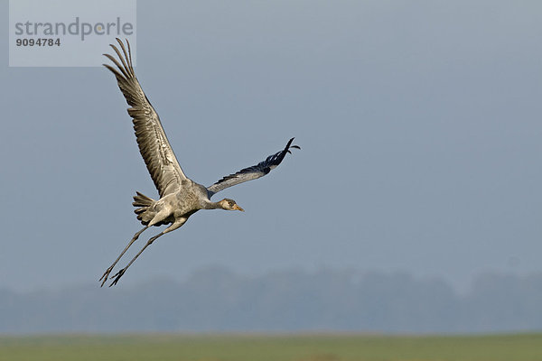 Deutschland  Mecklenburg-Vorpommern  Gemeiner Kranich  Grus grus  fliegend  Jungtier