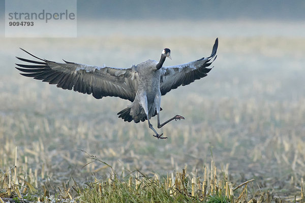 Deutschland  Mecklenburg-Vorpommern  Kranich  Grus grus  fliegend