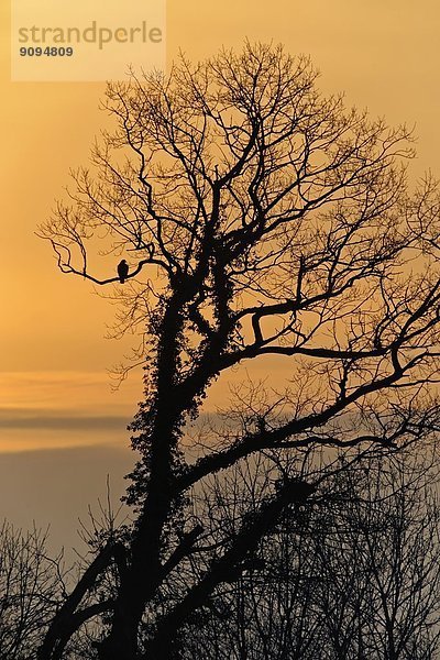 Deutschland  Schleswig-Holstein  Bussard  Buteo  im Baum bei Sonnenuntergang