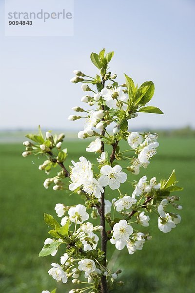 Deutschland  Nordrhein-Westfalen  Blüten eines Kirschbaums