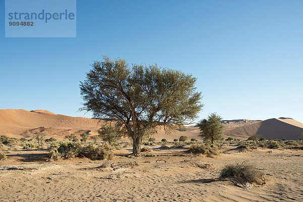 Afrika  Namibia  Sossusvlei  Bäume und Sträucher an der Sanddüne