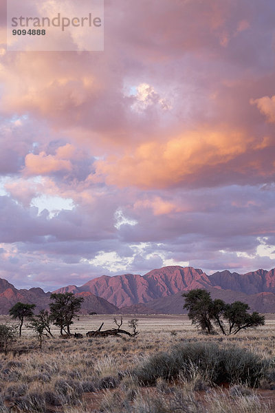 Afrika  Namibia  Sossusvlei  Landschaft mit Bergen  Bäumen und Wolken bei Sonnenuntergang .