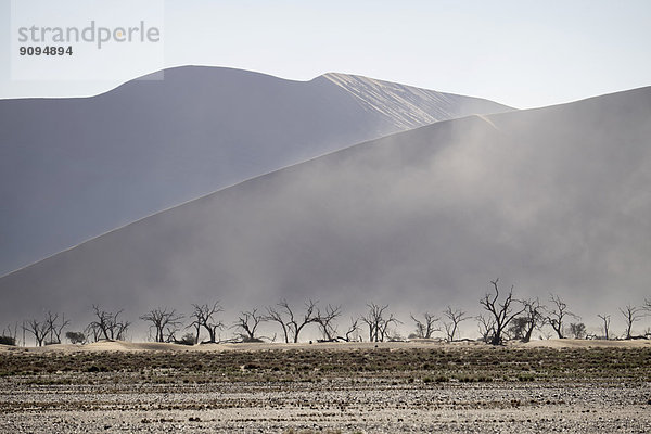 Afrika  Namibia  Sossusvlei  Sandsturm  Tote Bäume und Sanddünen .